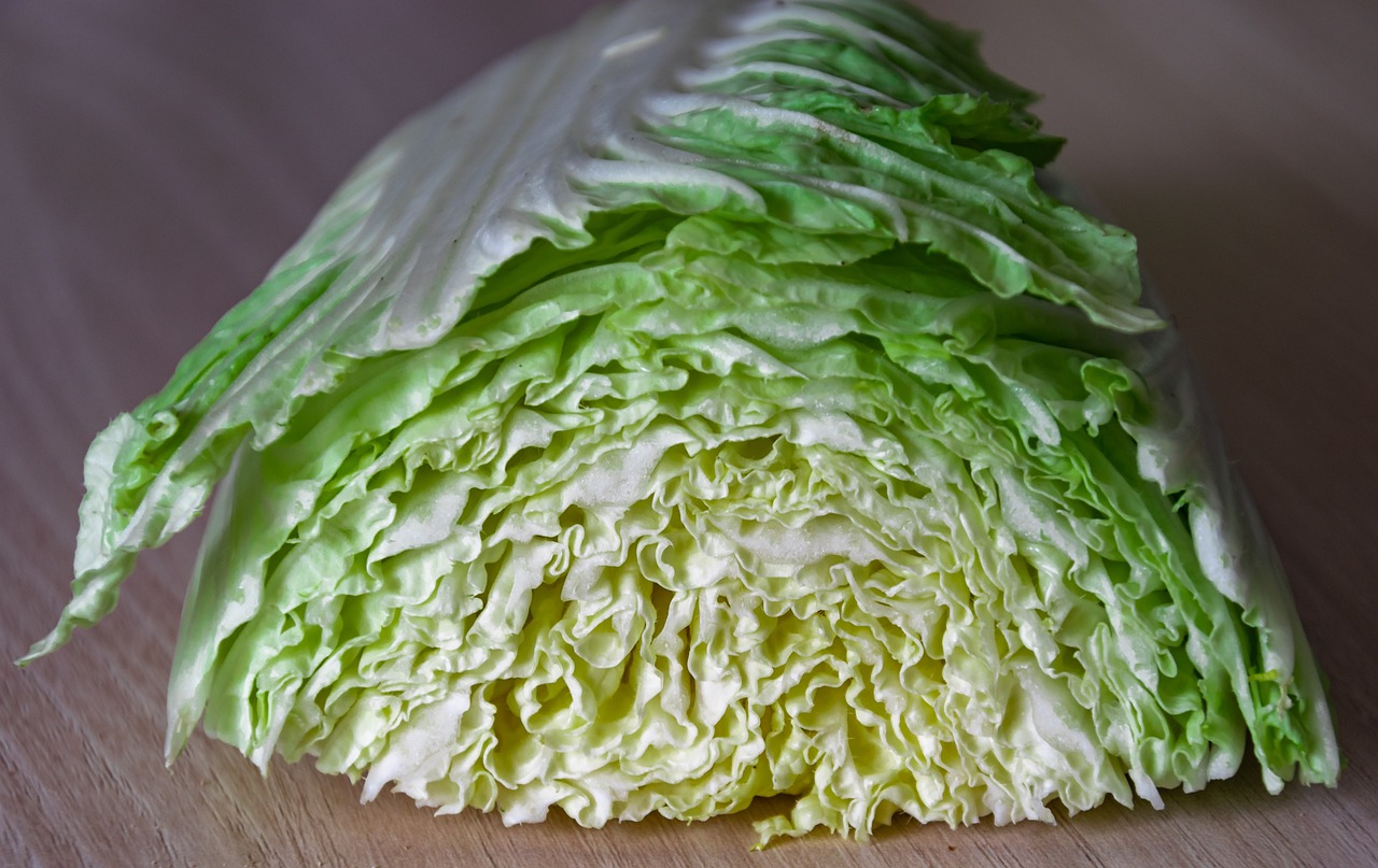 大白菜价格最新行情更新
